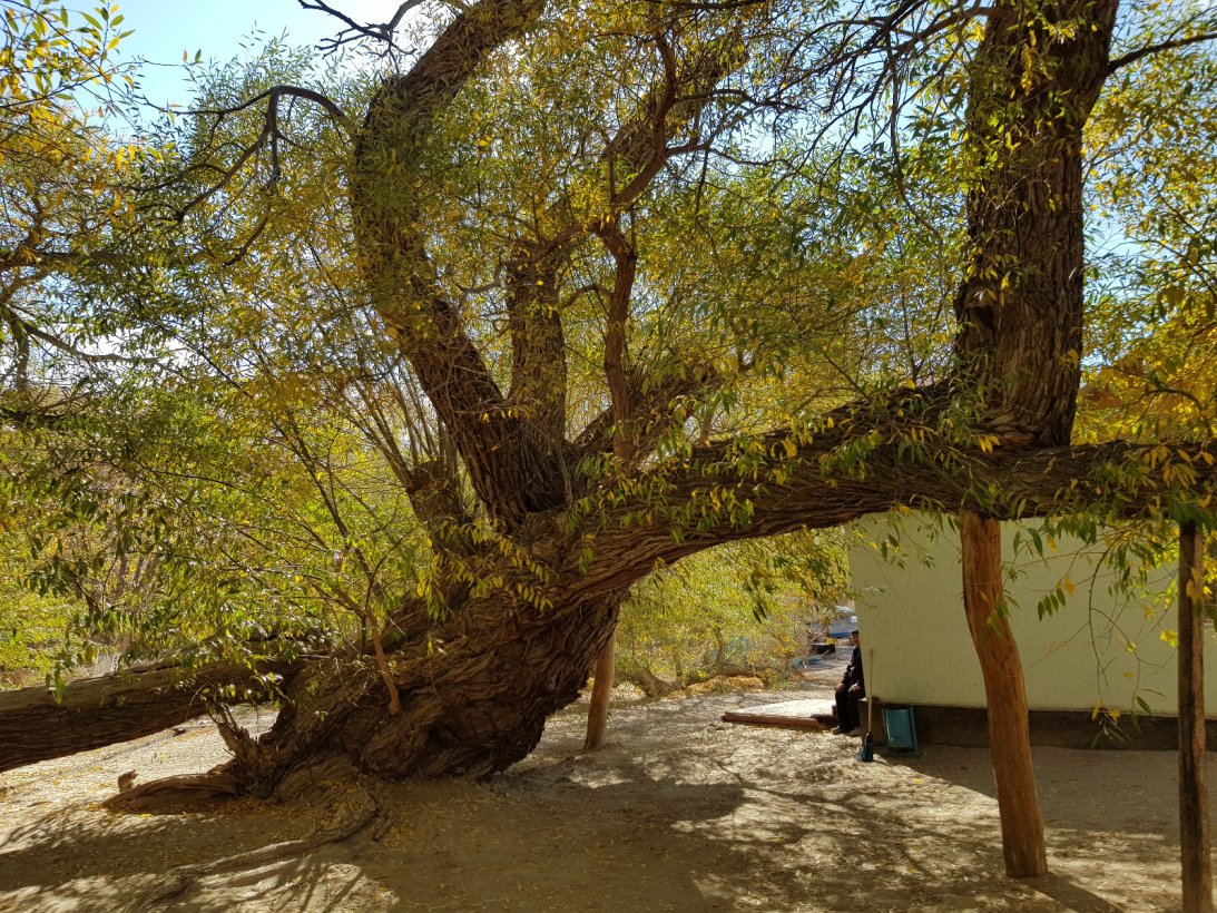 800-years old tree