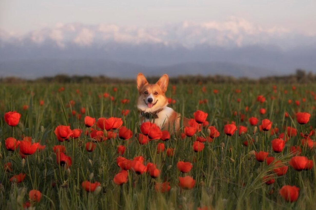 Poppy Fields