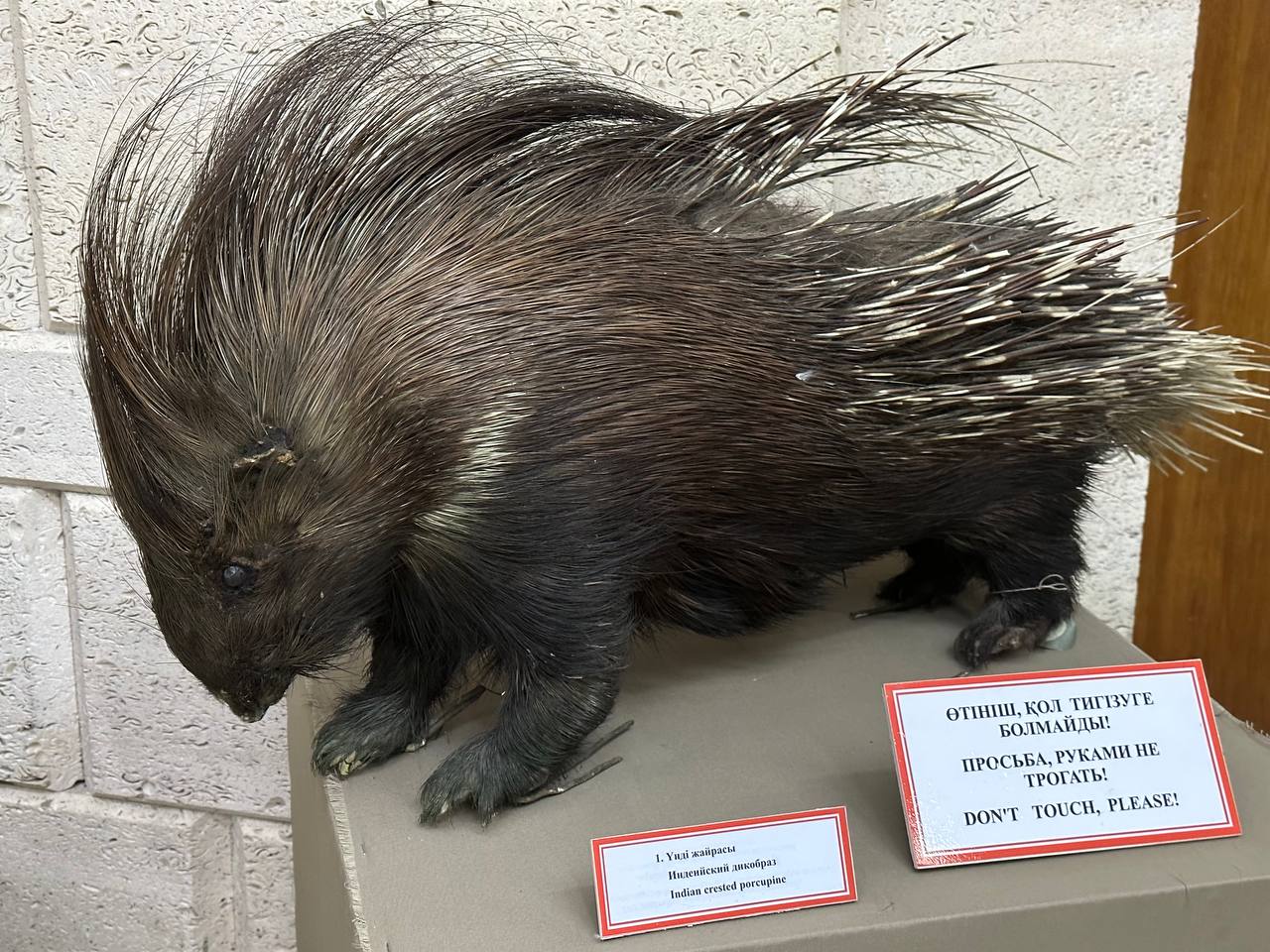 Stuffed porcupine