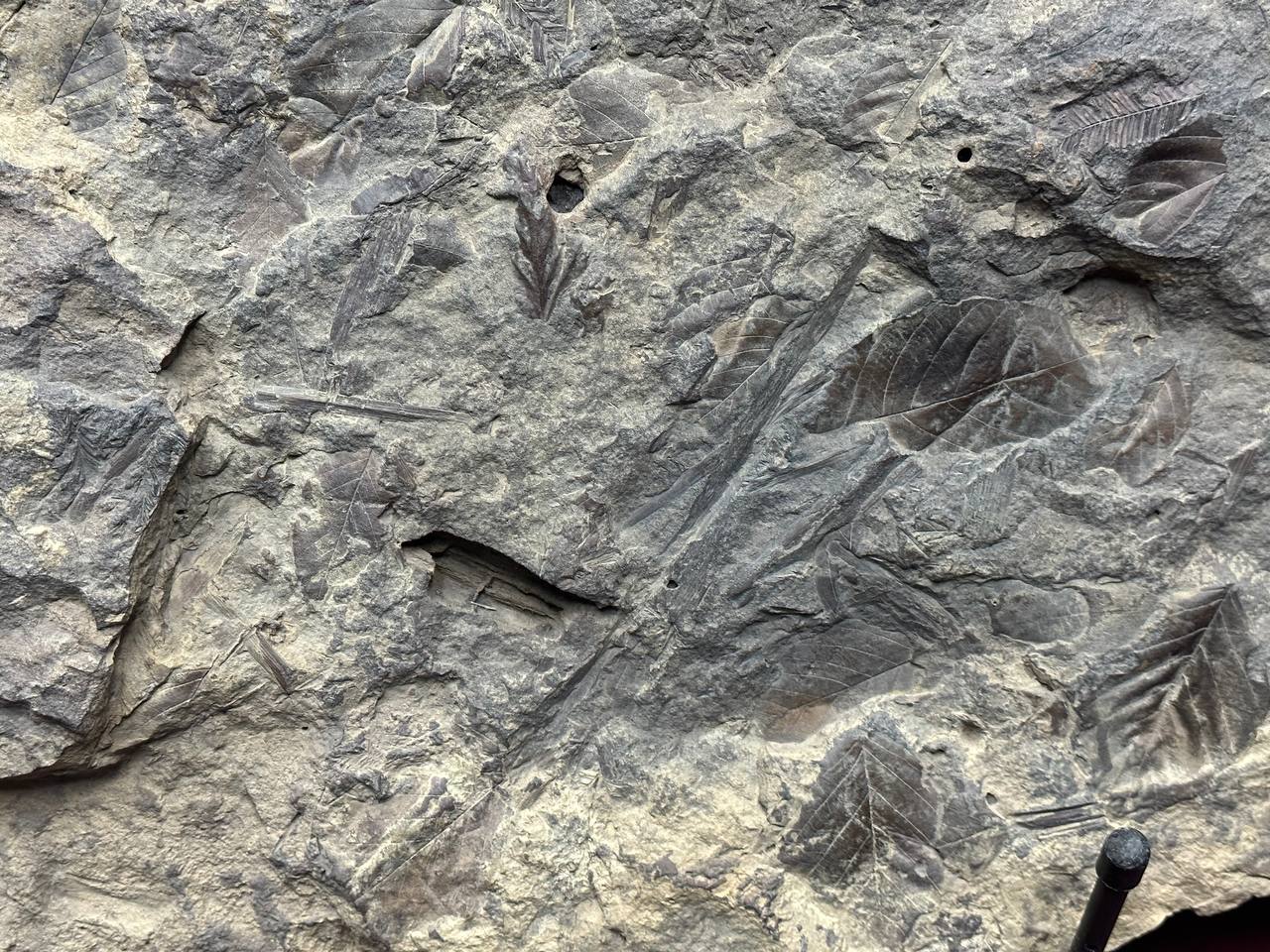 Plant imprints in stone
